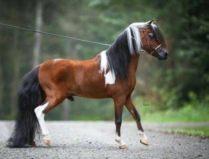 Мини-лошади: самые маленькие породы лошадей в мире, фото