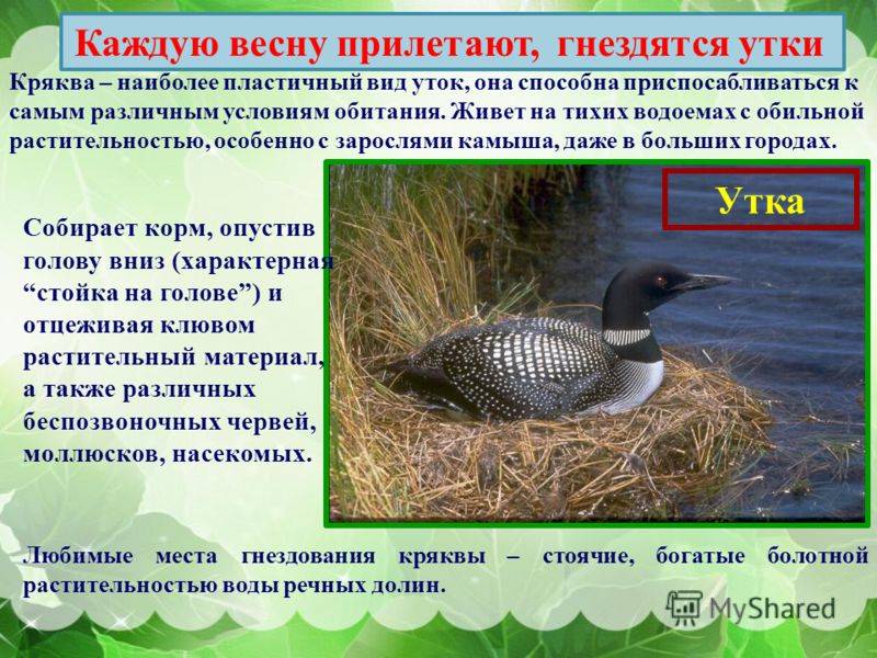 Серая утка: фото и описание :: syl.ru