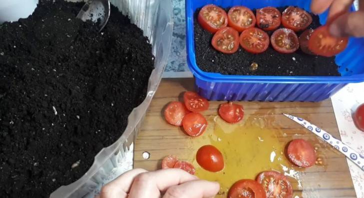 Посадка помидоров на зиму – как правильно садить томаты + видео