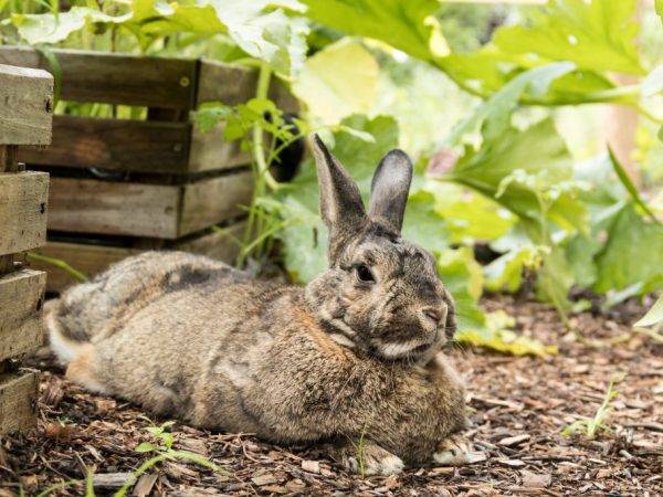 Можно ли кроликам давать кабачки и другие овощные культуры