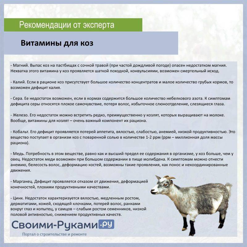 Сколько молока дает коза в сутки: удой за день — когда самка начинает давать и сколько доится месяцев в году — moloko-chr.ru