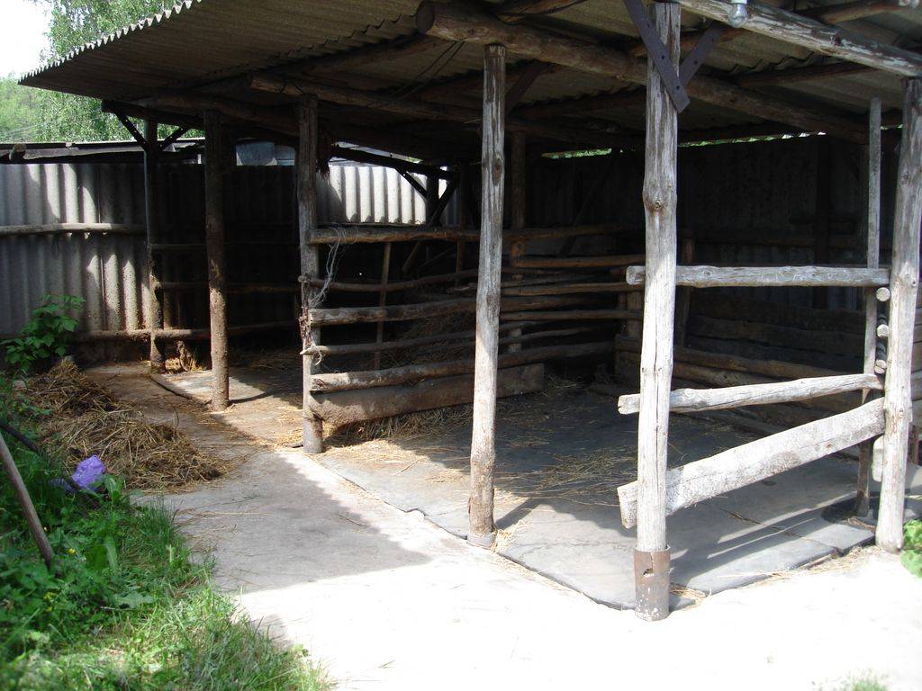 Пошаговый процесс строительства сарая для быков и коров, основные требования к помещению 