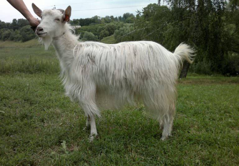 Ангорская коза: описание породы, достоинства и недостатки