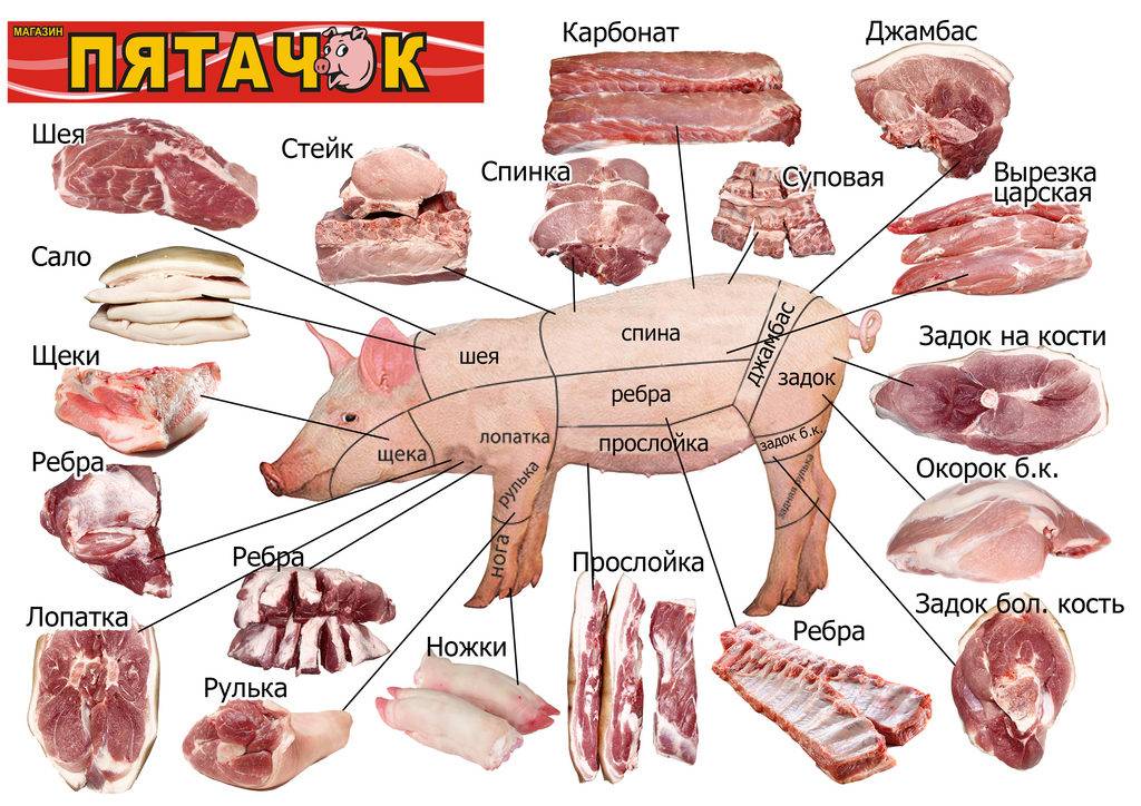 Кострец, строение свиньи, схема разделки туши свинины и что необходимо знать при покупке мяса