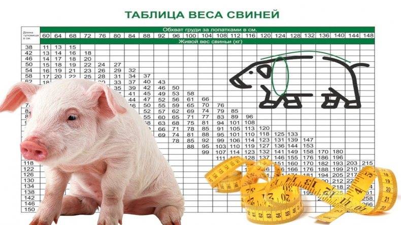 Как знать и определить сколько весит свинья, таблица по размерам