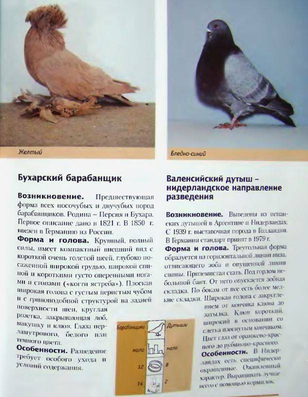 Голуби – фото, описание, виды, питание, размножение | golubevod.net