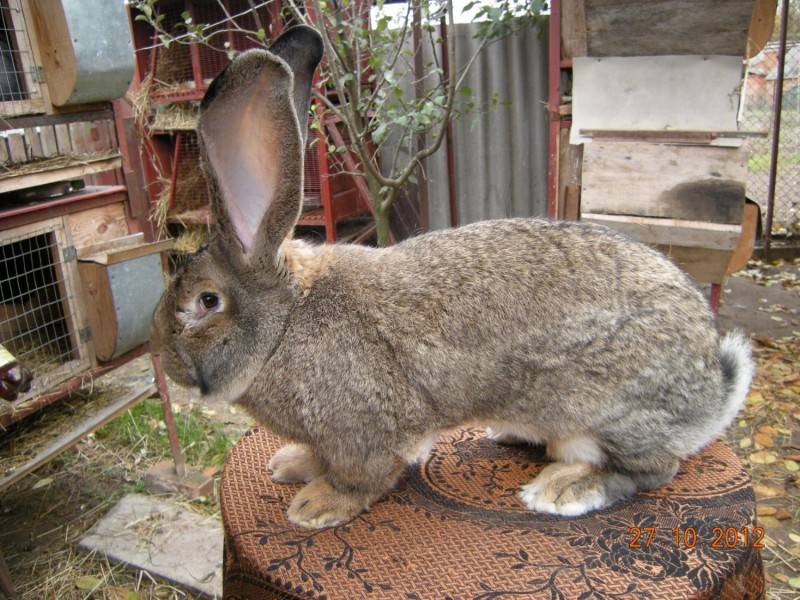 Описание и особенности кроликов породы фландр: содержание, достоинства и недостатки, отзывы