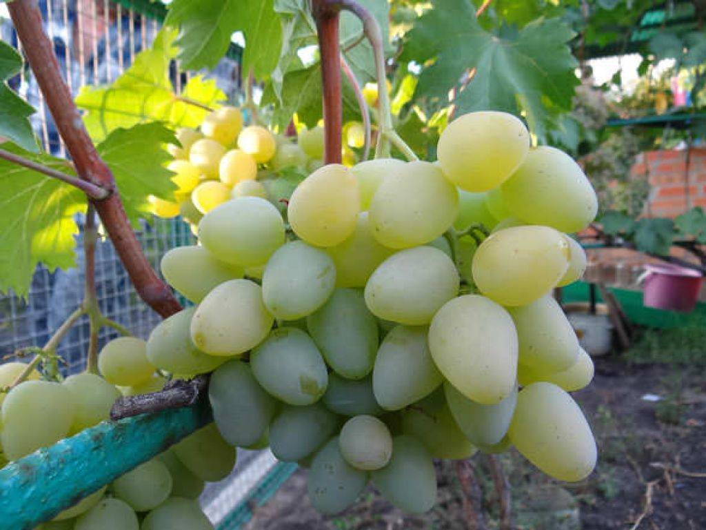 Гармония вкуса и отрада для души: виноград сорта «монарх»