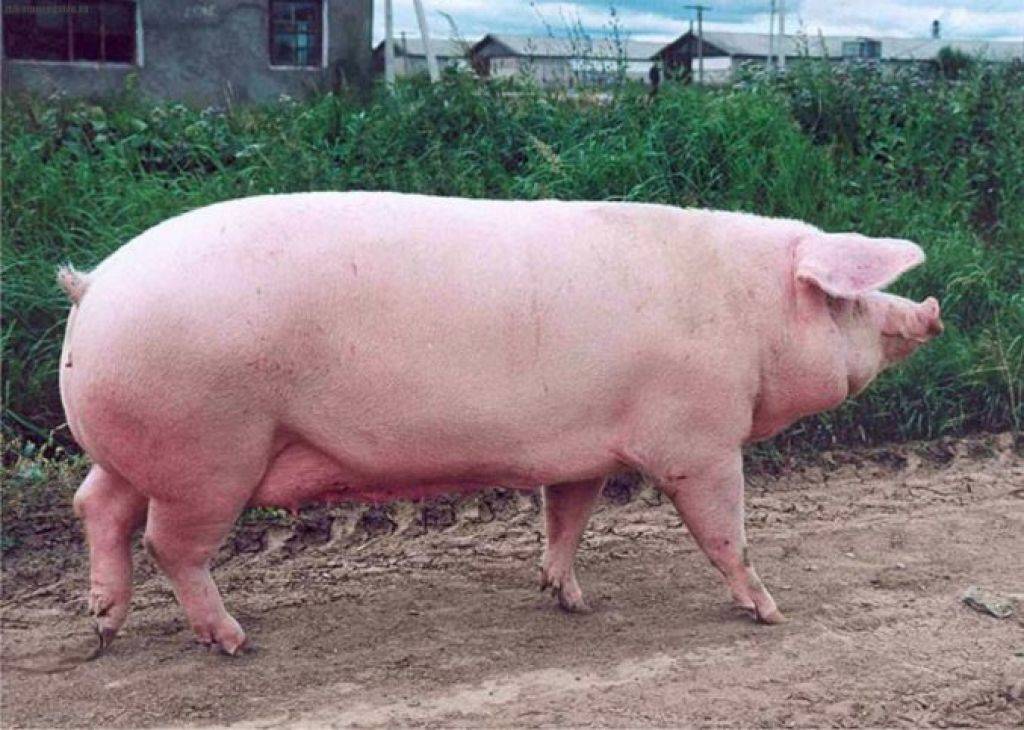 Порода свиней йоркшир: описание, характеристики