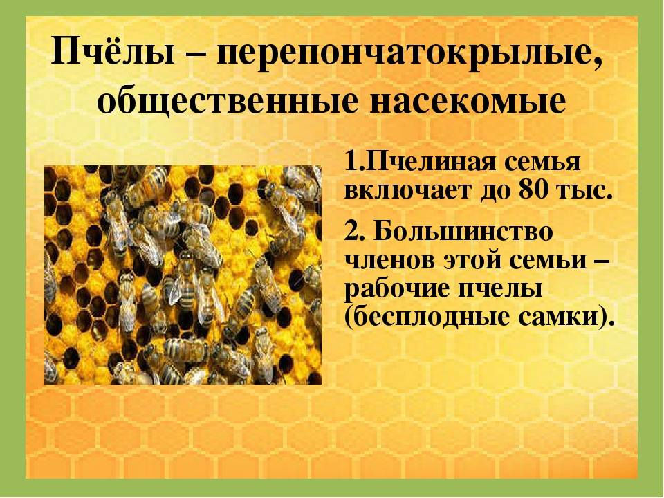 Особенности медоносных пчёл