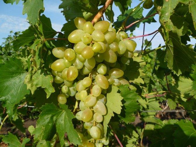 Подробная характеристика и описание сорта винограда «аркадия»