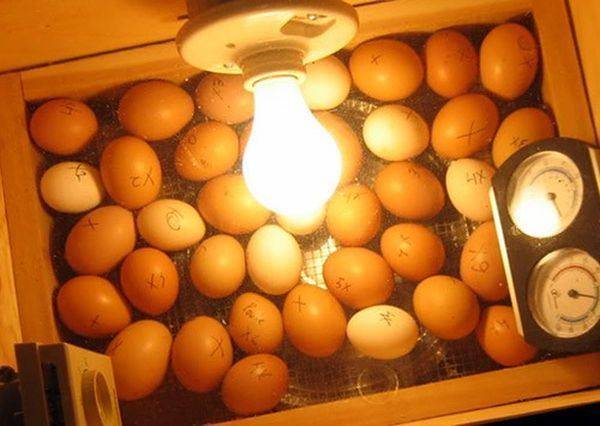 Как хранить инкубационные яйца до закладки в инкубатор, требования к помещению и сроки