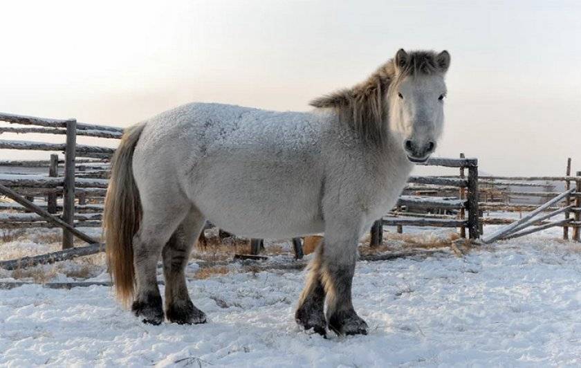 Экстерьер, характер и использование Якутских лошадей