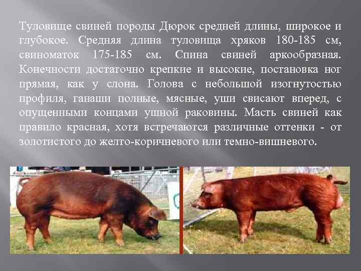 Порода свиней дюрок: характеристика и описание взрослых и поросят, разведение на мясо, содержание