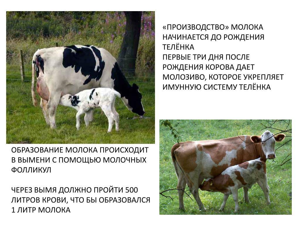 Причины, по которым у коровы нет молока