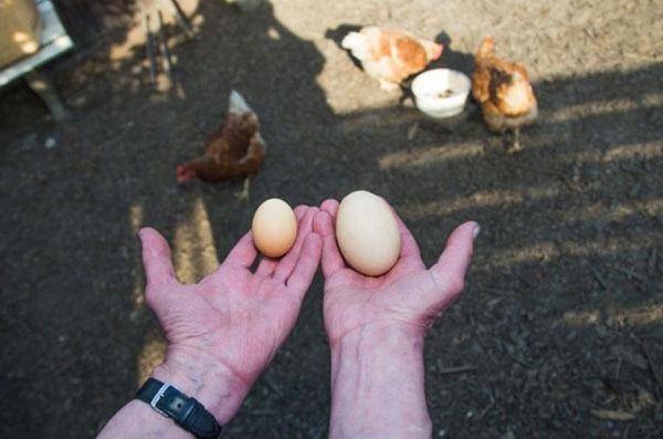 Тонкая скорлупа у куриных яиц и другие проблемы яйцекладки