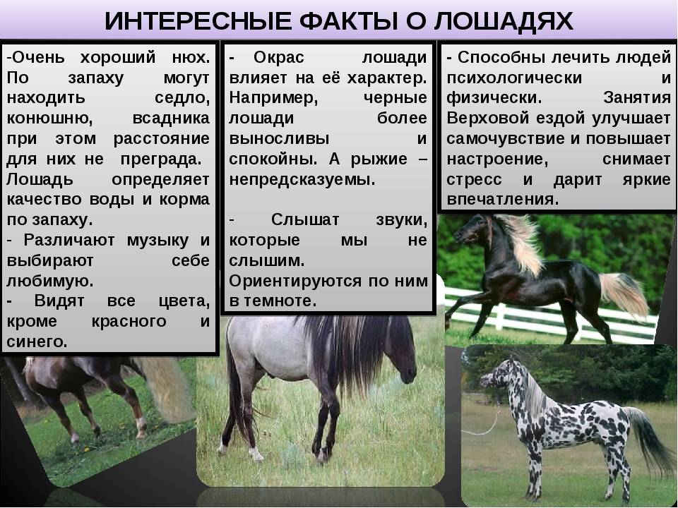 Все самое интересное о лошадях, необычные факты
