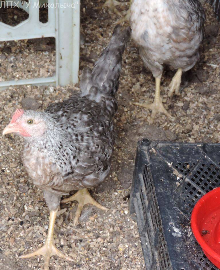 Борковская барвистая куры: отзывы про содержание и разведение на яйца