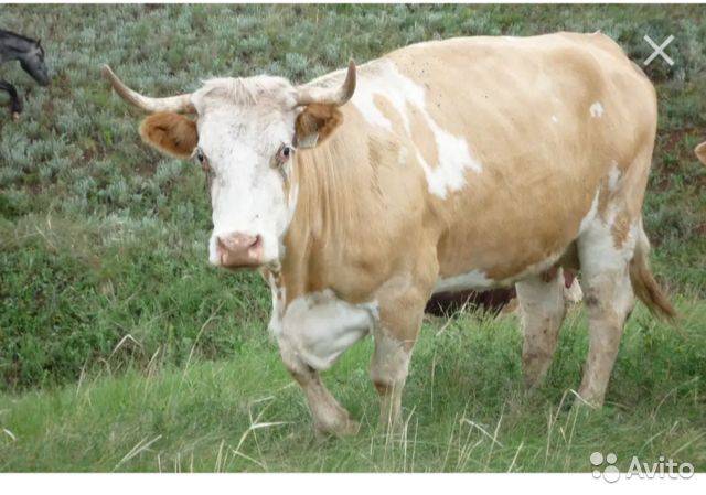 Характеристика симментальской породы коров