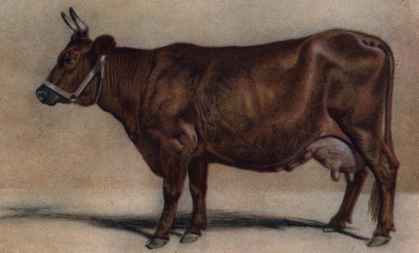 Красногорбатовская порода коров: описание и правила содержания