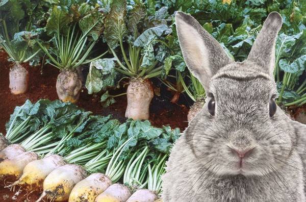 Можно ли давать кроликам свекольные листья