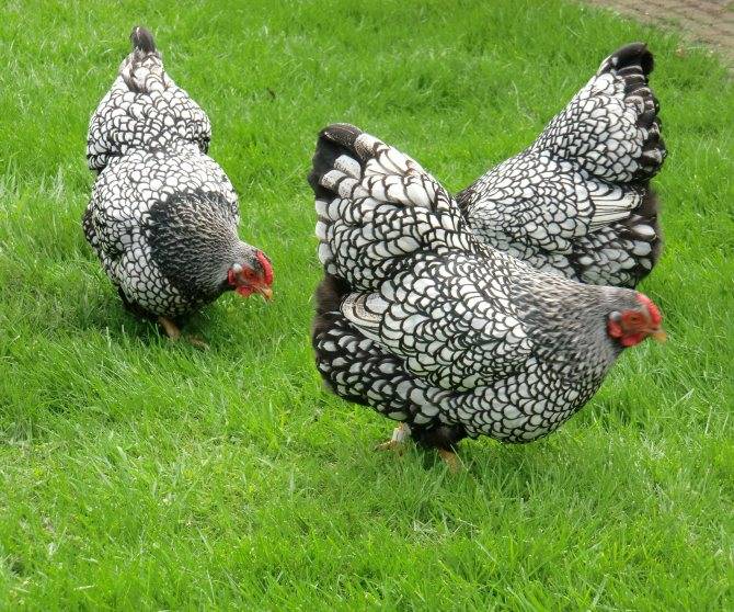 Курицы виандот: характеристики, содержание, разведение и отзывы