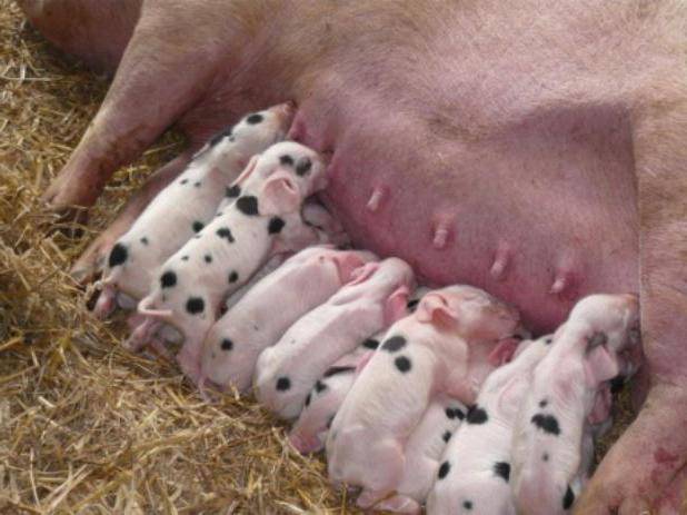 Поросенок упал на передние ноги чем лечить. свиньи падают на задние ноги – причины заболевания и возможности спасения
