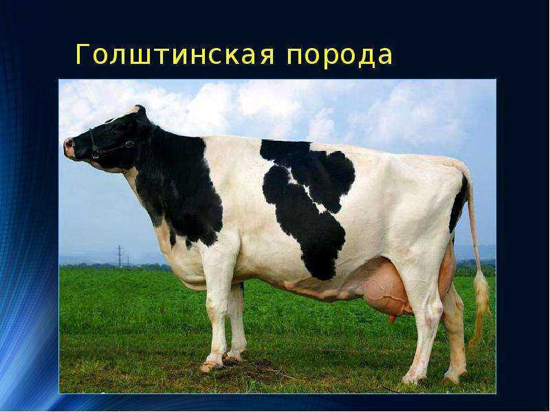 Голштинская корова — идеал для российской домашней фермы