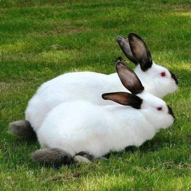 Русский горностаевый кролик - описание породы и фото