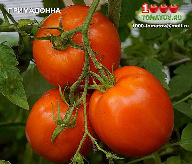 Сорт томата Примадонна: описание и советы по выращиванию