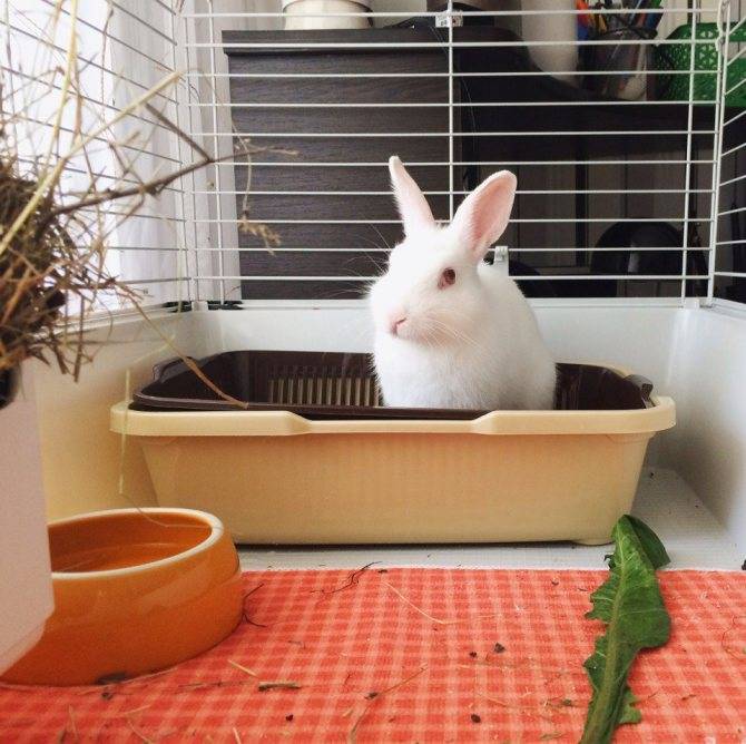 Уход за декоративным кроликом в домашних условиях: правила содержания животных