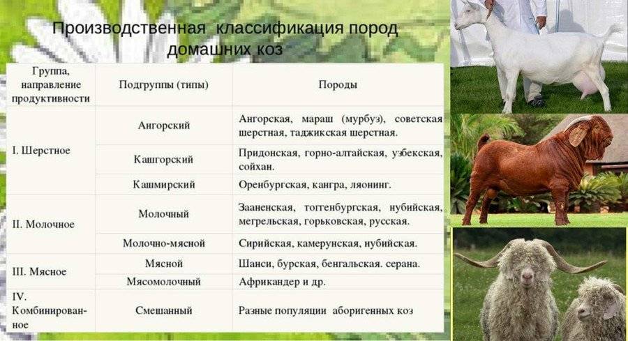 Породы молочных коз без запаха в россии, сколько дают молока и направление их продуктивности