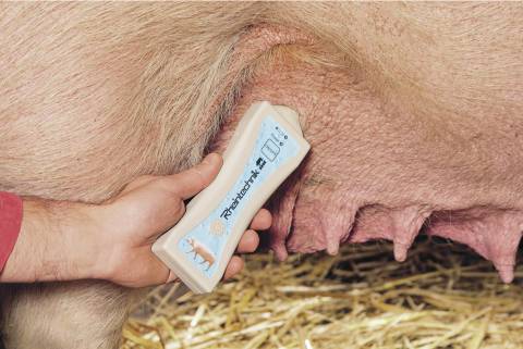 Как узнать супоросная свинья или нет: сколько длится беременность у свиноматки?