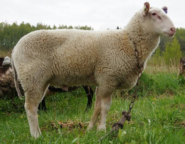 Куйбышевская порода овец: подробное описание, достоинства и недостатки