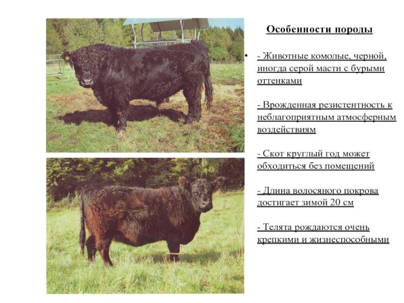 Породы коров — мясного, молочного и комбинированного направления