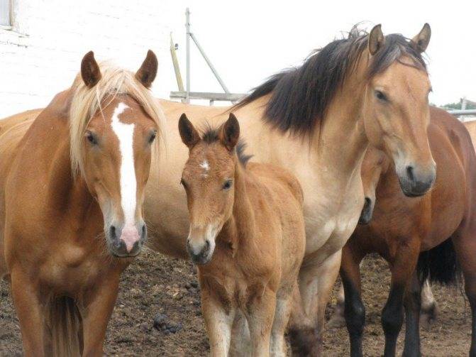 Как разводить лошадей: особенности содержания, методы, какие породы разводят в россии