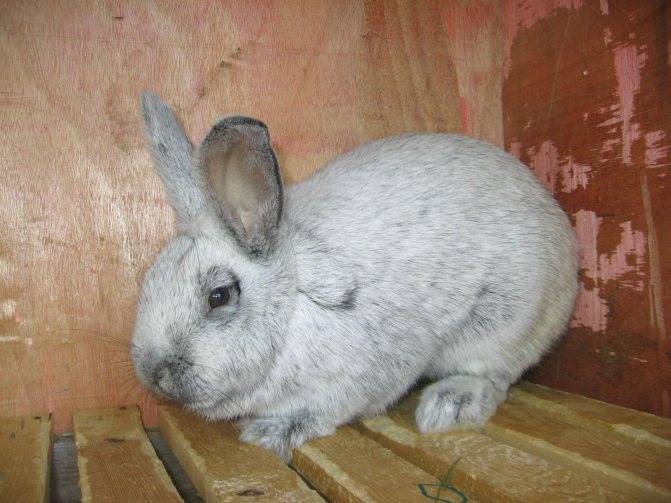 Кролики бсс: описание породы, преимущества и недостатки 