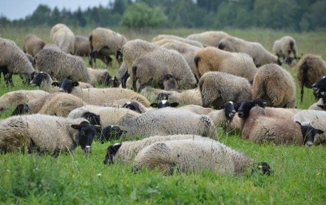 Как выращивают овец романовской породы?