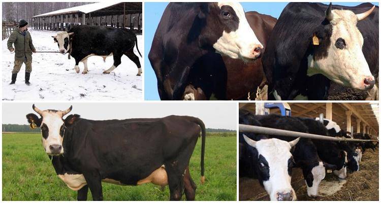 Молочные породы крупного рогатого скота - ярославская порода