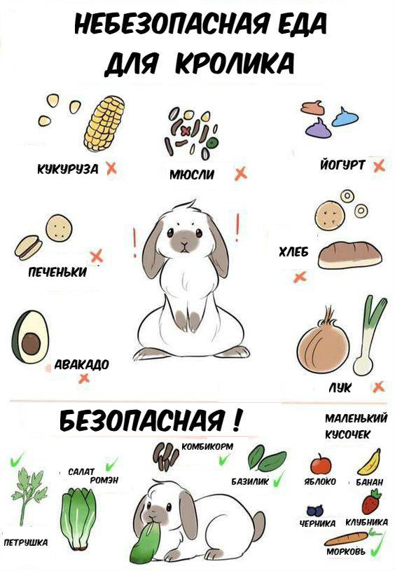 Какую траву можно, нельзя давать кроликам, сколько сена нужно в день и на зиму на одного кролика - kotiko.ru