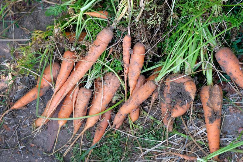Какими веществами богата морковь: список витаминов и полезных веществ, содержащихся в морковке