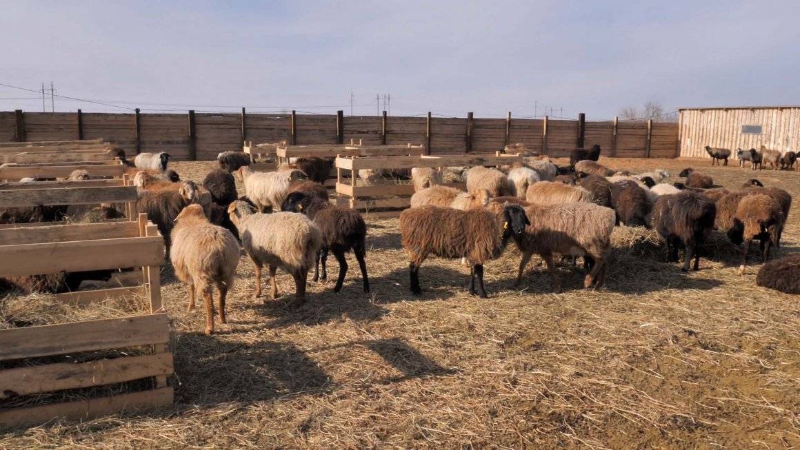 Эдильбаевская порода овец: описание и характеристики