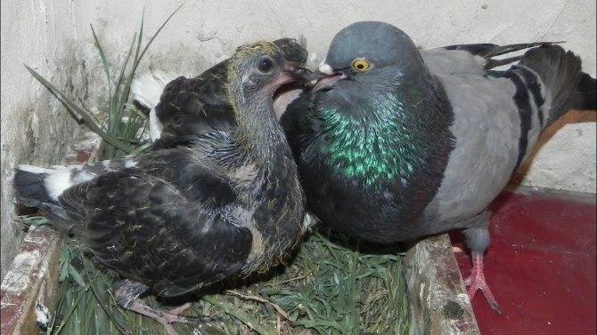 ᐉ как размножаются птицы на ферме: спаривание и высиживание яиц - zooon.ru