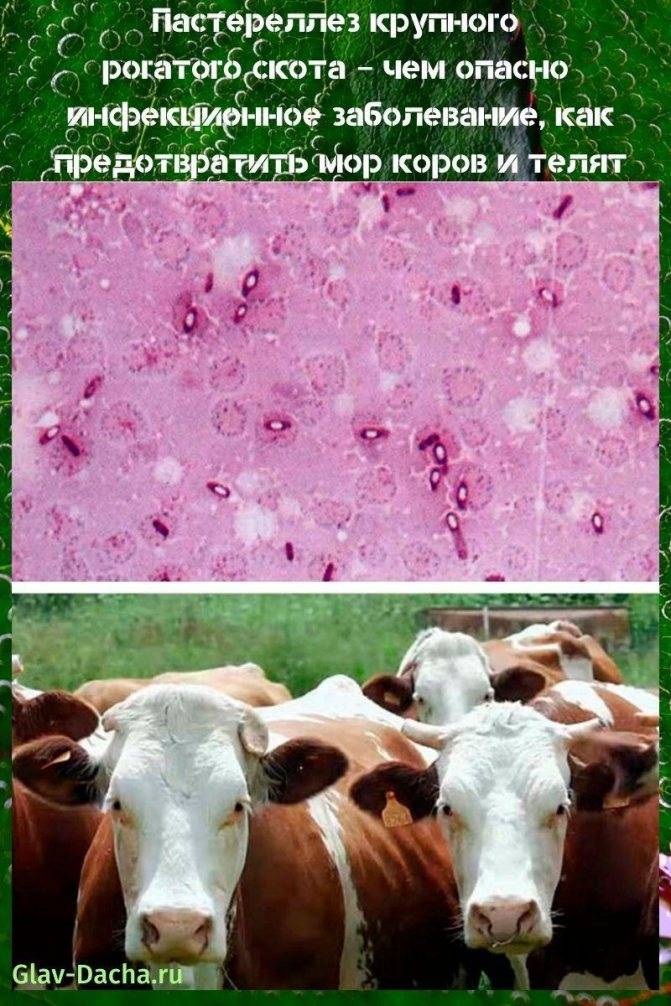 Бруцеллез у коров: причины, симптомы, лечение и профилактика заболевания