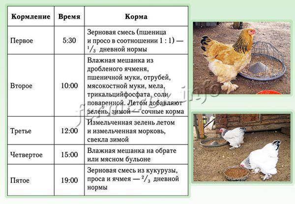 Срок жизни куриц несушек- советы по выращиванию +видео и фото