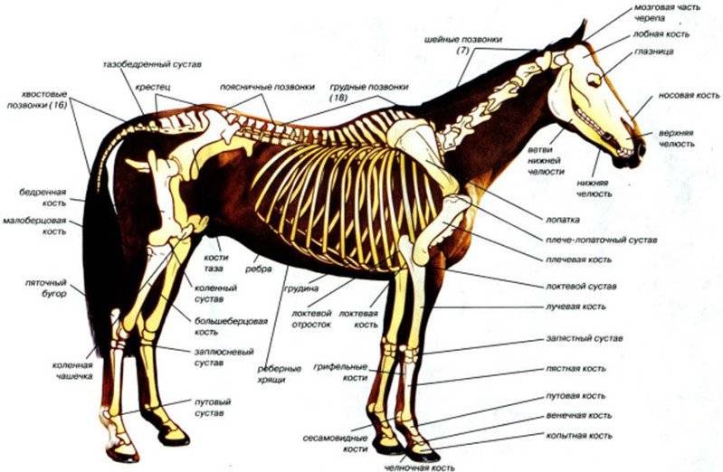 Анатомия и физиология лошади. внутреннее строение и системы лошади