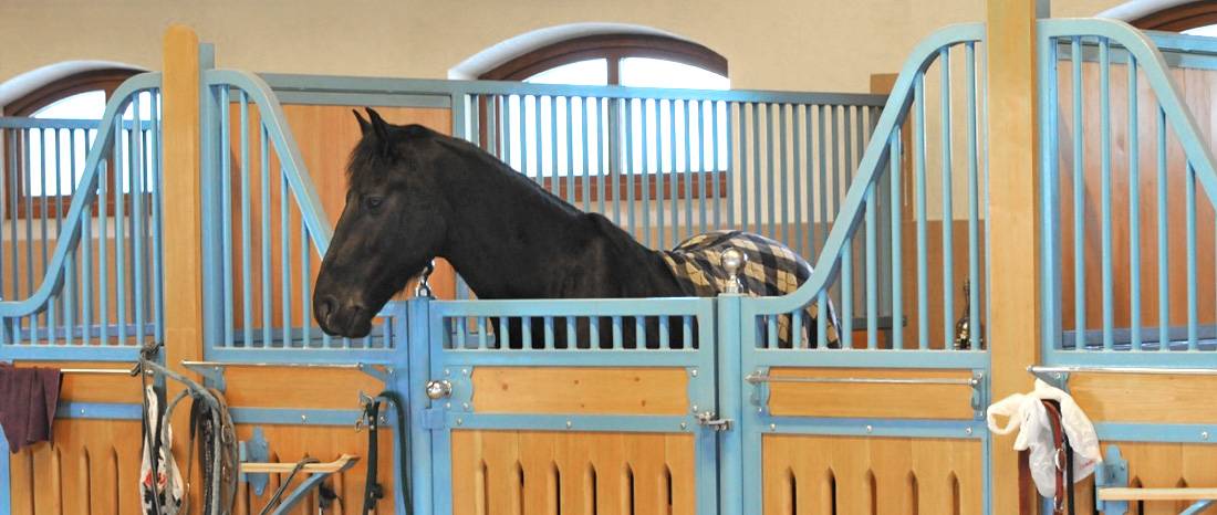 Как ухаживать за лошадью в домашних условиях для начинающих, способы и правила
