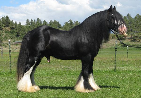 Обзор породы лошадей битюг, ее характеристики и фото