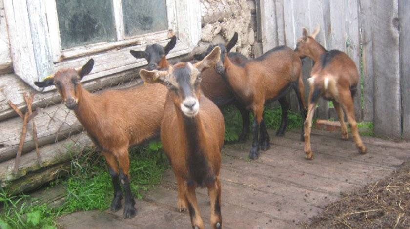Альпийская порода коз - характеристики породы с фото и видео