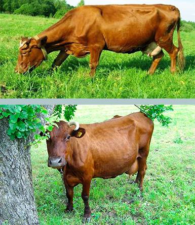 Красногорбатовская порода коров: характеристика и описание крс, содержание, разведение и уход